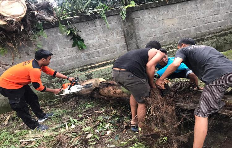 Pohon Tumbang di Banjar Beneh Kawan, Desa Blahkiuh, Kecamatan Abiansemal Tanggal 12 Januari 2020