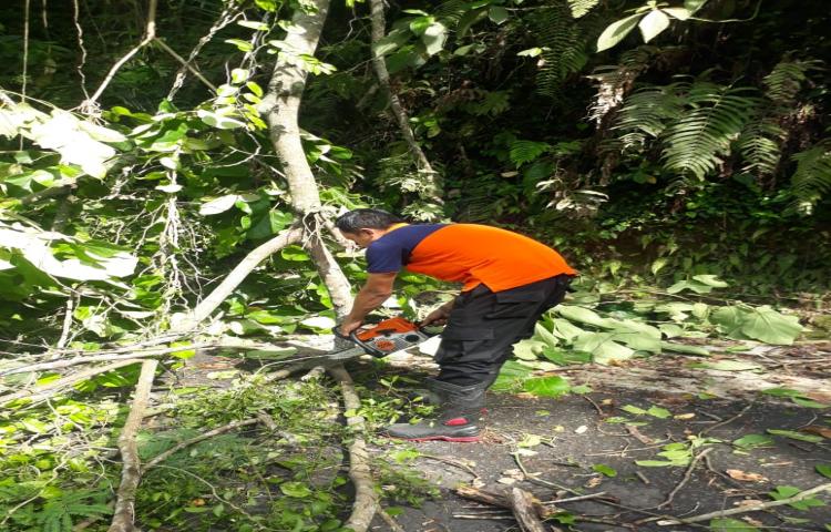 Pohon Tumbang di Banjar Beng, Desa Carangsari, Kecamatan Petang Tanggal 01 Januari 2020