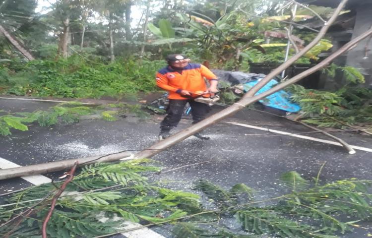 Pohon Tumbang di Banjar Beng, Desa Carangsari, Kecamatan Petang Tanggal 14 Mei 2020