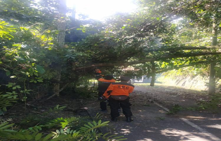 Pohon Tumbang di Banjar Beng, Desa Carangsari, Kecamatan Petang Tanggal 18 Maret 2020