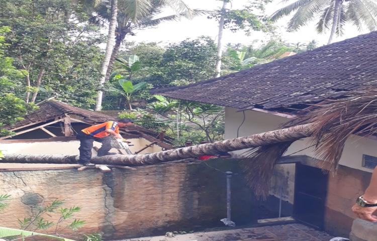Pohon Tumbang di Banjar Beng, Desa Carangsari, Kecamatan Petang Tanggal 31 Januari 2020
