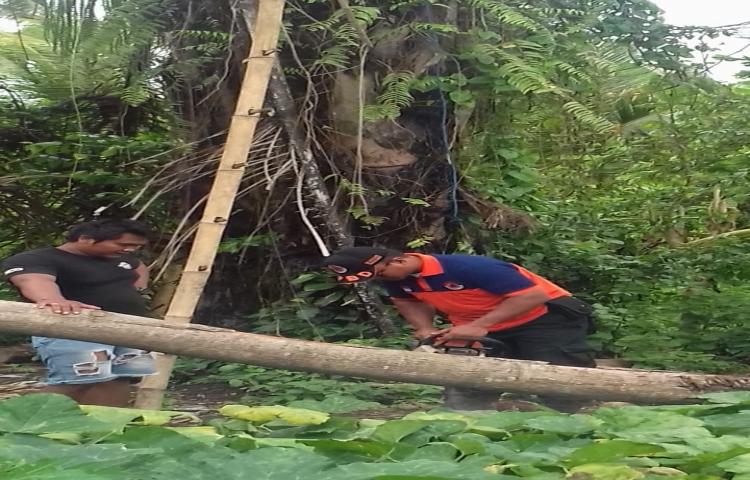 Pohon Tumbang di Banjar Juwet, Desa Abiansemal, Kecamatan Abiansemal Tanggal 04 Januari 2020
