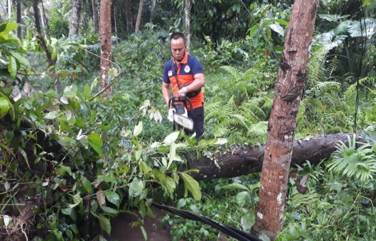 Pohon Tumbang di Banjar Juwet, Desa Abiansemal, Kecamatan Abiansemal Tanggal 29 Oktober 2020
