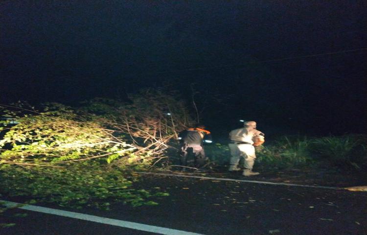Pohon Tumbang di Banjar Kutaraga, Desa Bongkasa, Kecamatan Abiansemal Tanggal 26 Januari 2020