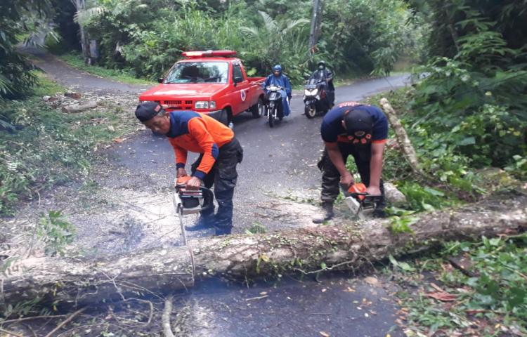 Pohon Tumbang di Banjar Lipah, Desa Petang, Kecamatan Petang Tanggal 30 Januari 2020