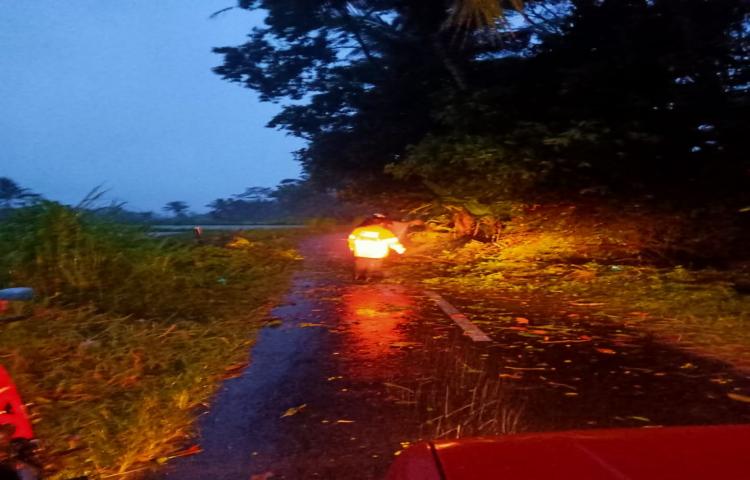 Pohon Tumbang di Banjar Mekar Sari, Desa Carangsari, Kecamatan Petang Tanggal 30 Januari 2020