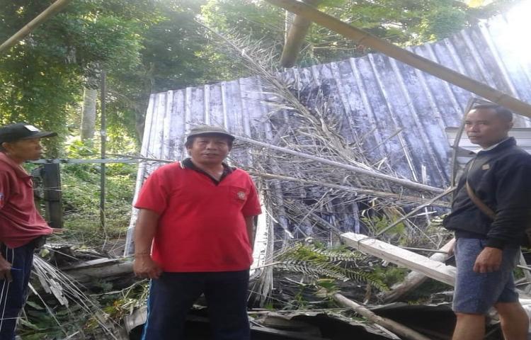 Pohon Tumbang di Banjar Munggu, Desa Gulingan, Kecamatan Mengwi.