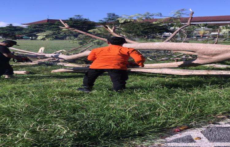 Pohon Tumbang di Banjar Negara, Desa Sading, Kecamatan Mengwi Tanggal 15 Juni 2020