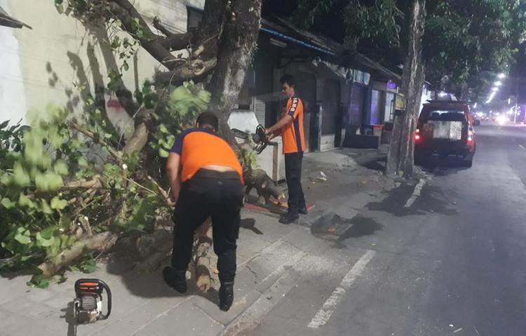 Pohon Tumbang di Banjar Pasekan, Kelurahan Kedonganan, Kecamatan Kuta Tanggal 11 Agustus 2020