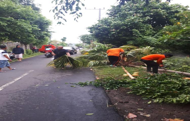Pohon Tumbang di Banjar Pegongan, Desa Taman, Kecamatan Abiansemal Tanggal 09 Pebruari 2020