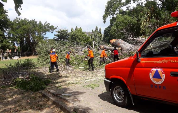 Pohon Tumbang di Banjar Pesalakan, Kelurahan Jimbaran, Kecamatan Kuta Tanggal 02 Agustus 2020