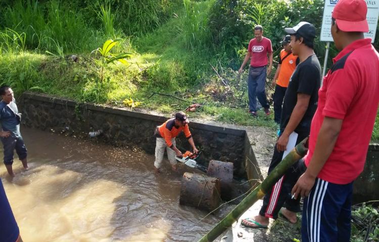Pohon Tumbang di Banjar Petang Dalem, Desa Petang, Kecamatan Petang Tanggal 22 Pebruari 2020
