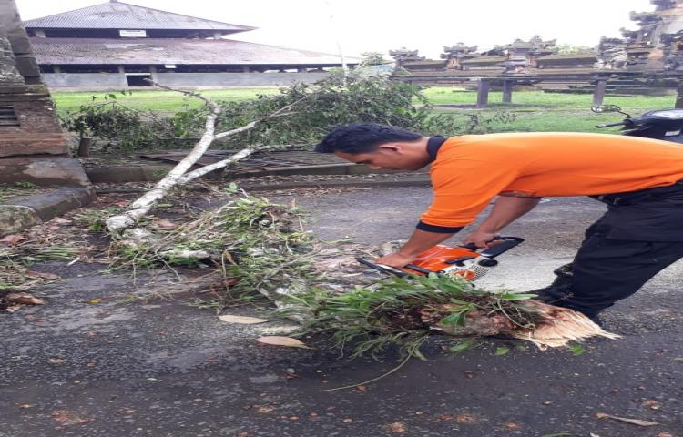 Pohon Tumbang di Banjar Petang Tengah, Desa Petang, Kecamatan Petang Tanggal 02 Pebruari 2020