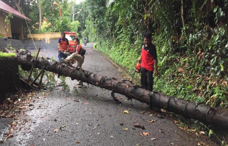 Pohon Tumbang di Banjar Sayan Tua, Desa Bongkasa, Kecamatan Abiansemal Tanggal 27 Maret 2020
