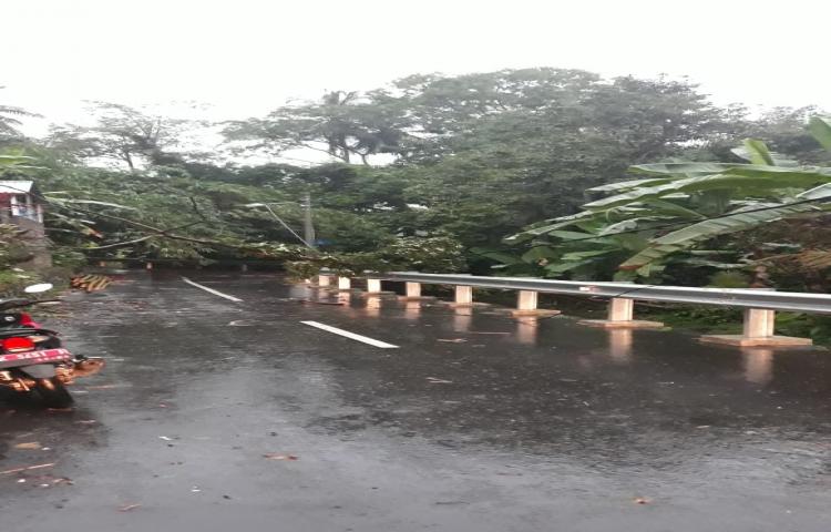 Pohon Tumbang di Banjar Senapan, Desa Carangsari, Kecamatan Petang Tanggal 30 Januari 2020