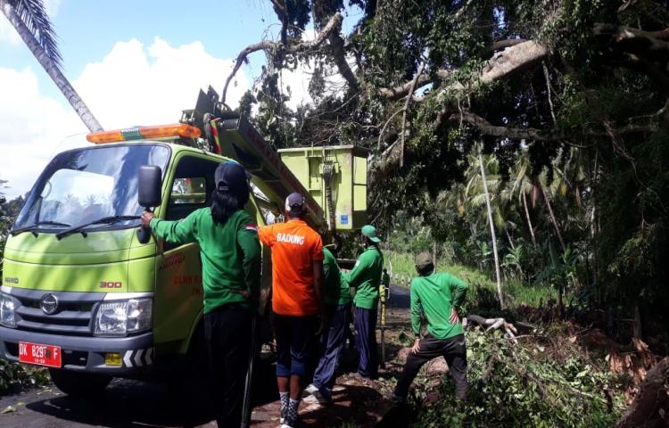 Pohon Tumbang di Banjar Sukajati, Desa Taman, Kecamatan Abiansemal Tanggal 20 Agustus 2020