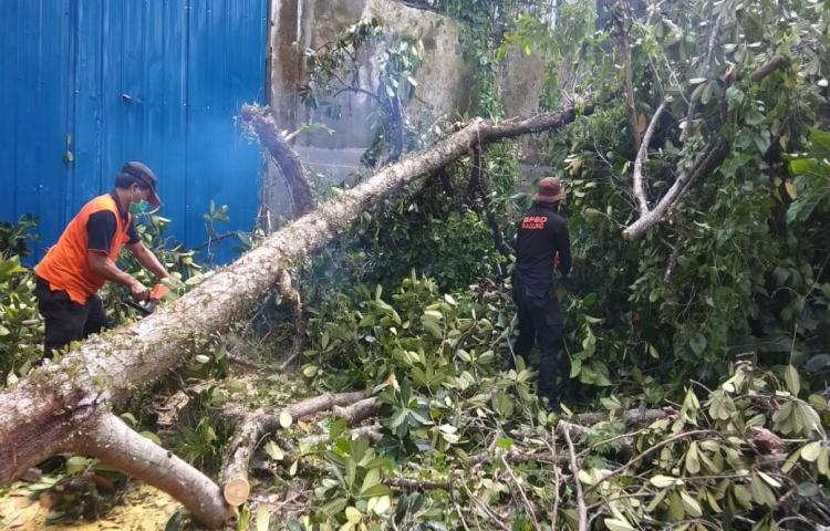 Pohon Tumbang di Banjar Tauman, Desa Sembung, Kecamatan Mengwi Tanggal 31 Januari 2020