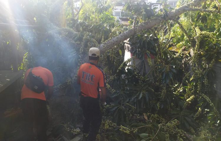 Pohon Tumbang di Banjar Ubung ( Belakang SMP 1 Kuta Selatan ) Kelurahan Jimbaran, Kecamatan Kuta Selatan Tanggal 16 Mei 2020