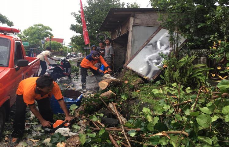 Pohon Tumbang di Banjar Ulun Uma, Desa Ulun Uma, Kecamatan Mengwi Tanggal 11 Pebruari 2020