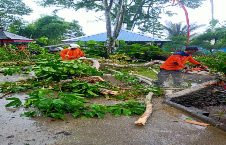 Pohon Tumbang di Depan Wisata, Tukad Ngongkong, Banjar Sandakan, Desa Sulangai, Kecamatan Petang Tanggal 30 Januari 2020