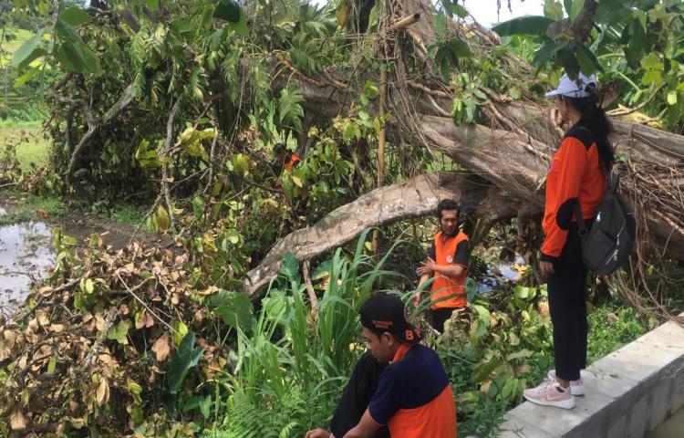 Pohon Tumbang di Jalan Arjuna, Banjar Denkayu Delodan, Desa Werdhi Buana, Kecamatan Mengwi Tanggal 10 Pebruari 2020