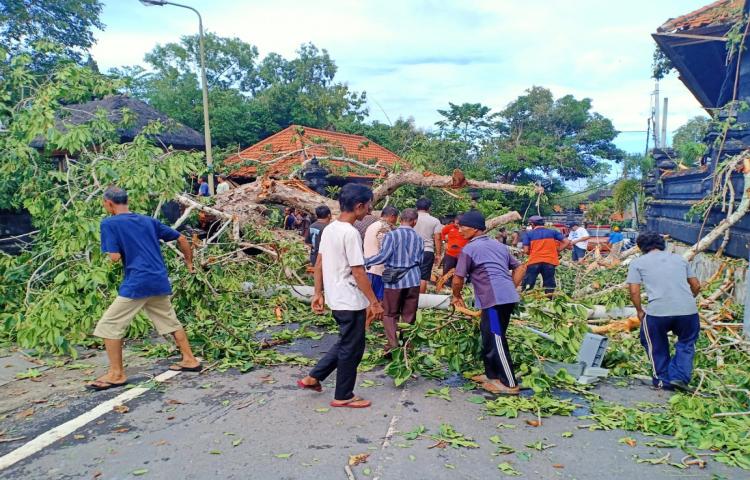 Pohon Tumbang di Jalan Baler Setra, Desa Pecatu, Kecamatan Kuta Selatan Tanggal 16 Pebruari 2020