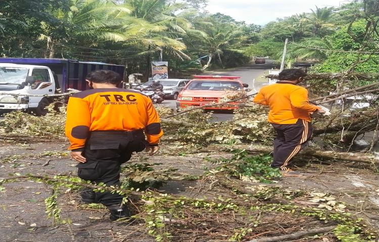 Pohon Tumbang di Jalan Barong, Desa Blahkiuh, Kecamatan Abiansemal Tanggal 01 Agustus 2020