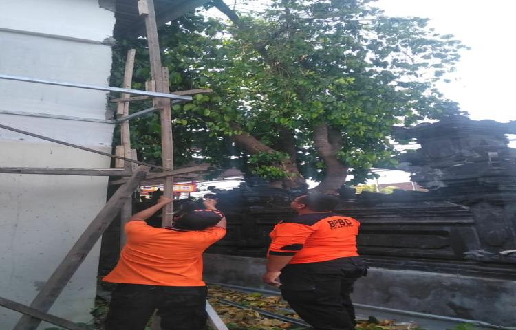 Pohon Tumbang di Jalan By pass Ngurah Rai, Banjar Kelan, Desa Kelan, Kecamatan Kuta Tanggal 07 Januari 2020