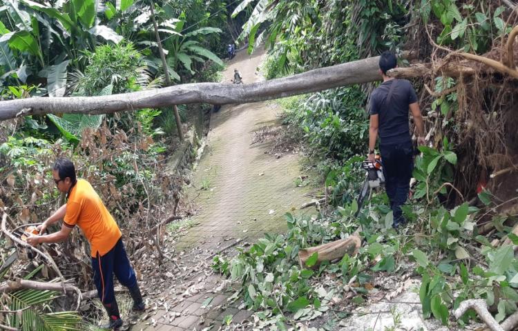 Pohon Tumbang di Jalan Denpasar singaraja, Gang Jauk, Banjar Sayan Delodan, Desa Werdhi Bhuwana, Kec. Mengwi Tanggal 21 Pebruari 2020