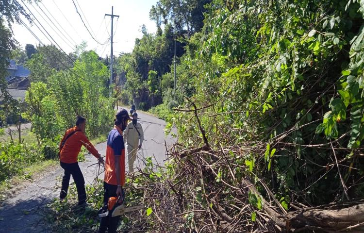 Pohon Tumbang di Jalan Goa Gong, Lingkungan Jimbaran, Kelurahan Jimbaran, Kecamatan Kuta Selatan Tanggal 11 Juni 2020