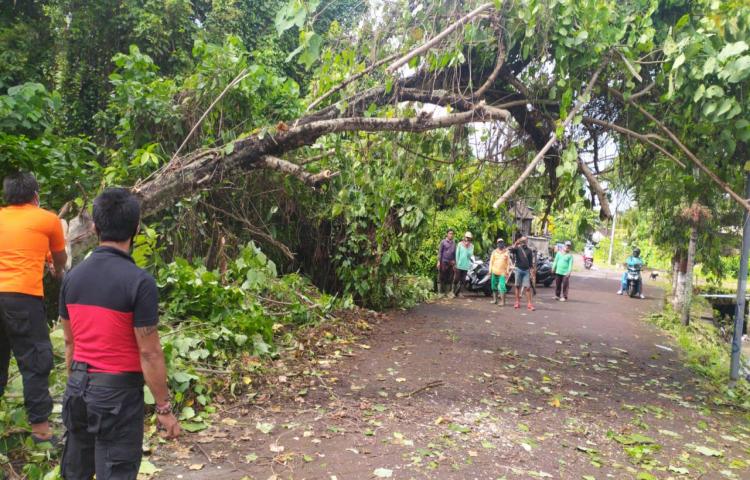 Pohon Tumbang di Jalan Grand Kori, Lingkungan Uma Anyar Kelod, Banjar Ujung Sari, Kelurahan Sading, Kecamatan Mengwi Tanggal 01 Juni 2020