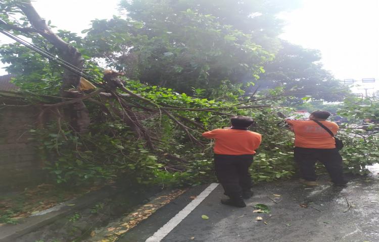 Pohon Tumbang di Jalan Gunung Sari ( Selatan Gor Purna Krida ) Kel. Kerobokan, Kecamatan Kuta Utara Tanggal 08 Pebruari 2020