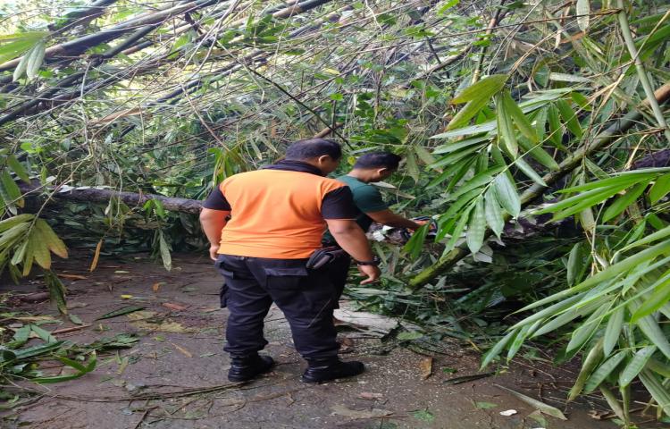 Pohon Tumbang di Jalan Jembatan Anggrek, Banjar Saren, Desa Sibangkaja, Kecamatan Abiansemal Tanggal 10 Pebruari 2020
