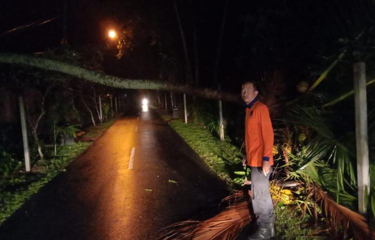 Pohon Tumbang di Jalan Kapten I Gusti Nyoman Kajeng, Banjar Bengawang, Desa Punggul, Kecamatan Abiansemal Tanggal 14 Maret 2020