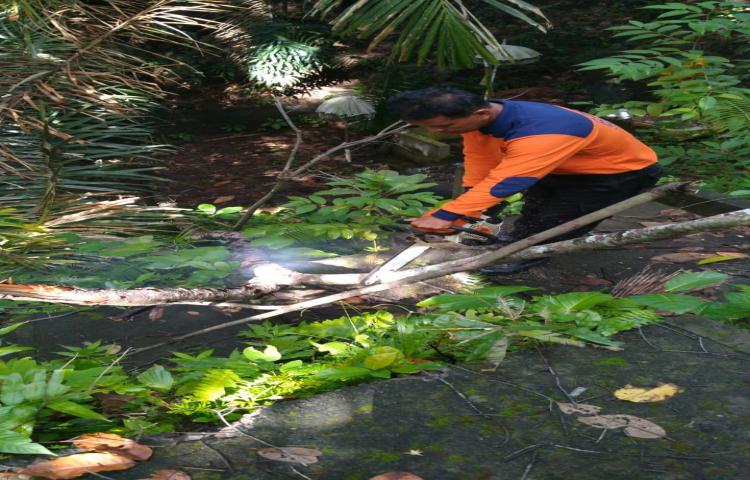 Pohon Tumbang di Jalan Kebyar duduk, Banjar Gunung, Desa Abiansemal, Kecamatan Abiansemal Tanggal 11 Pebruari 2020