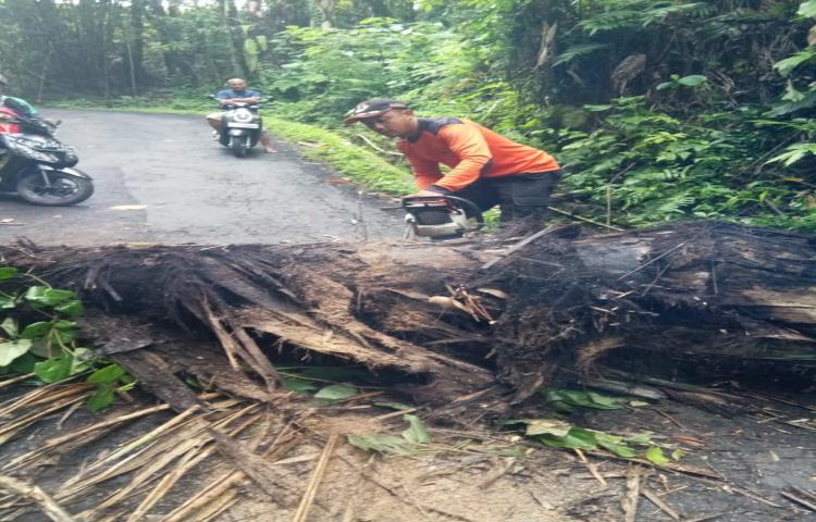 Pohon Tumbang di Jalan Kerta, Banjar Petang Tengah, Desa Kerta, Kecamatan Petang Tanggal 31 Januari 2020