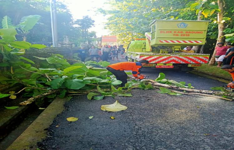 Pohon Tumbang di Jalan MargaTiga, Banjar Pikah, Desa Blahkiuh, Kecamatan Abiansemal Tanggal 26 Januari 2020