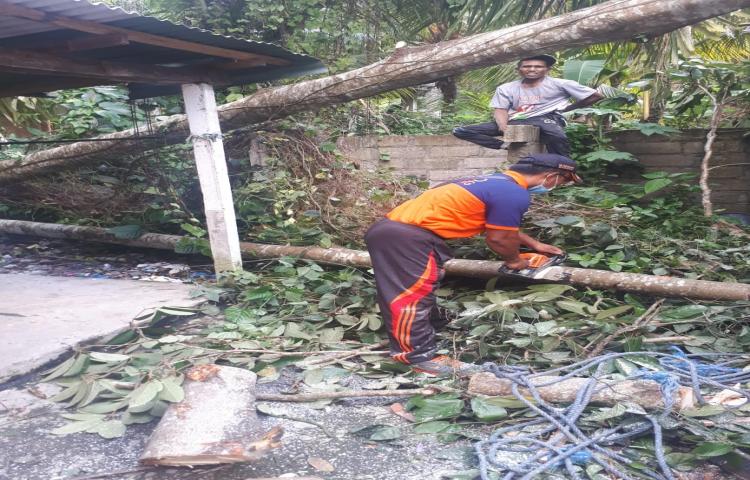 Pohon Tumbang di Jalan Melati 5 No.4, Banjar Bindu, Desa Mekar Buana, Kecamatan Abiansemal Tanggal 22 Oktober 2020