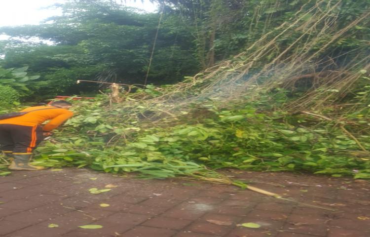 Pohon Tumbang di Jalan Menuju Subak Uma Tapang, Banjar Lambing, Desa Sibangkaja, Kecamatan Abiansemal Tanggal 08 Maret 2020