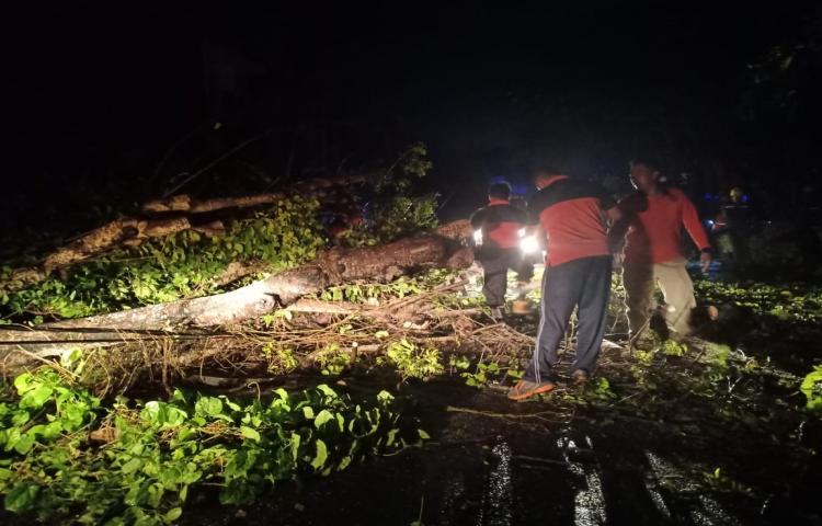 Pohon Tumbang di Jalan Mudu taki 3, Banjar Tegal Jaya, Desa Dalung, Kecamatan Kuta Utara Tanggal 05 Maret 2020