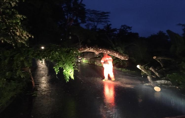 Pohon Tumbang di Jalan Paku Aji,  Banjar Munggu, Desa Gulingan, Kecamatan Mengwi Tanggal 30 Januari 2020