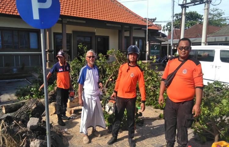 Pohon Tumbang di Jalan Pantai Kedonganan, Banjar Kubu Alit, Kelurahan Kedonganan, Kecamatan Kuta Tanggal 31 Januari 2020