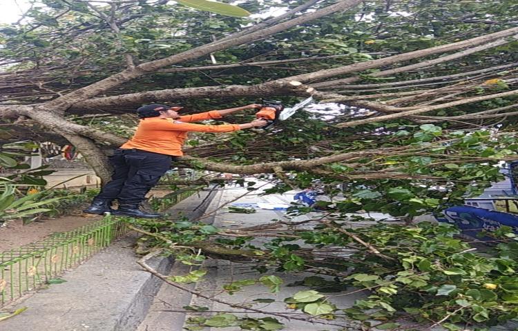Pohon Tumbang di Jalan Pantai kuta, Kelurahan Kuta, Kecamatan Kuta Tanggal 04 Januari 2020