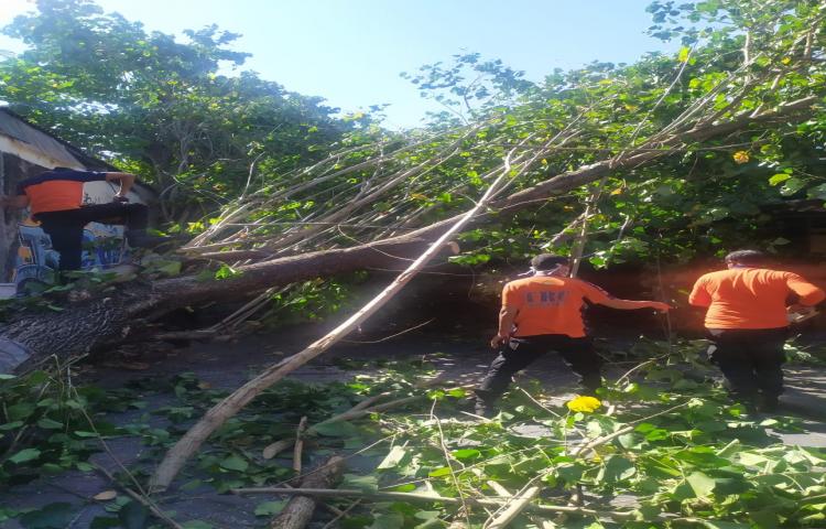 Pohon Tumbang di Jalan Poppies 2, Banjar Pengabetan, Kelurahan Kuta, Kecamatan Kuta Tanggal 07 Juli 2020