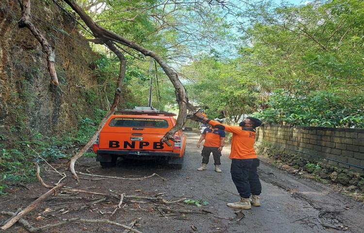 Pohon Tumbang di Jalan Pura Pengulapan, Banjar Angas Sari, Desa Ungasan, Kecamatan Kuta Selatan Tanggal 31 Mei 2020