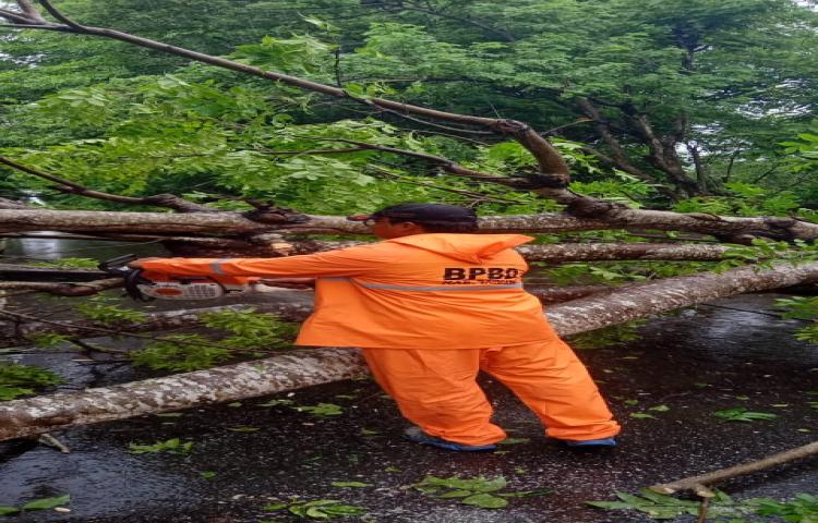 Pohon Tumbang di Jalan Puri Gading, Kelurahan Jimbaran, Kecamatan Kuta Selatan Tanggal 09 Pebruari 2020