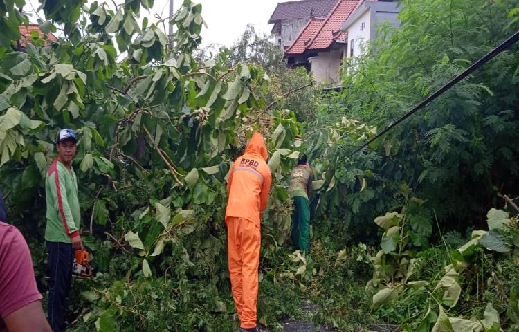 Pohon Tumbang di Jalan Puri Ratu, Kelurahan Jimbaran, Kecamatan Kuta Selatan Tanggal 09 Pebruari 2020