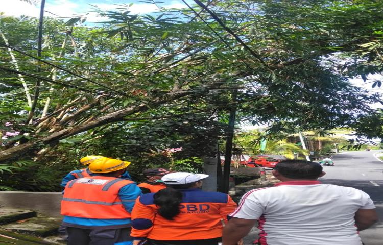 Pohon Tumbang di Jalan Raya Baha, Banjar Busana, Desa Baha, Kecamatan Mengwi Tanggal 31 Januari 2020