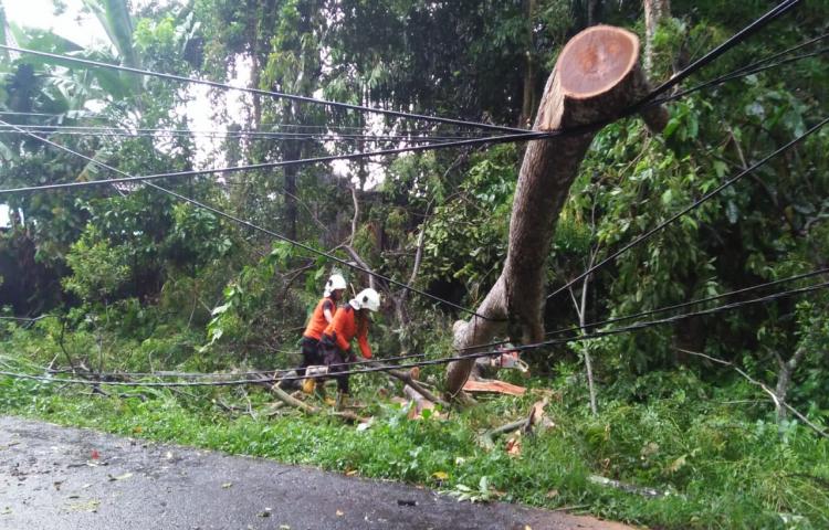 Pohon Tumbang di Jalan Raya Jaba Pura Kancing Gumi, Desa Sulangai, Kecamatan Petang Tanggal 16 Pebruari 2020