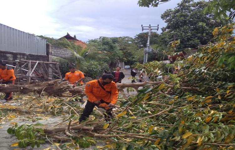 Pohon Tumbang di Jalan Raya Kuta, Gang Mawar No.8 ( Sebelah Central Parkir Kuta ) Banjar Abianbase, Kelurahan Kuta, Kecamatan Kuta